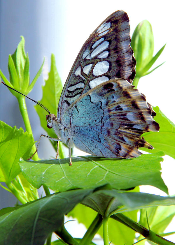 Blue Clipper