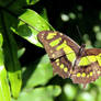 Malachite Brush-Footed Butterfly