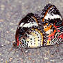 Lacewing Butterflies