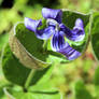 Curled Clematis