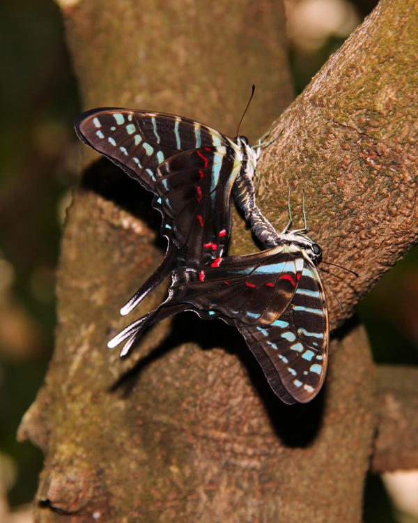 Graphium Colonna Graphium colonna, Mating by TheSleepyRabbit on DeviantArt