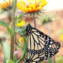 Monarch Butterflies, Mating
