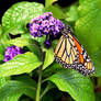 Monarch on Purple
