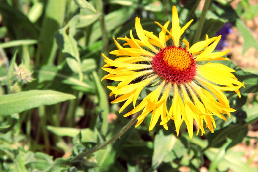 Golden Blanketflower