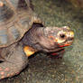 Sunshine, Red-Footed Tortoise
