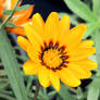 Gazania