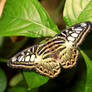 Papilio sylvia