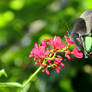 Emerald Swallowtail, Ventral