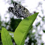 Black and White Wings