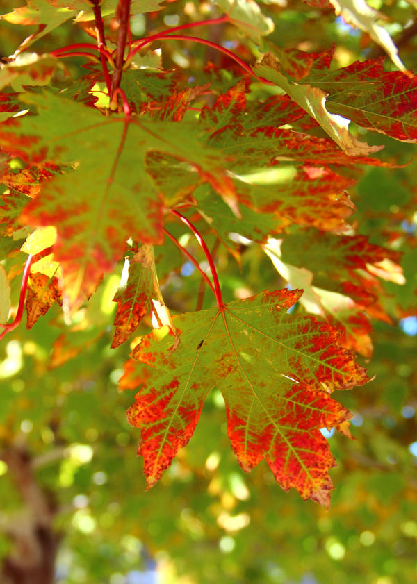 October Leaves