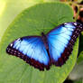 Peleides Blue Morpho