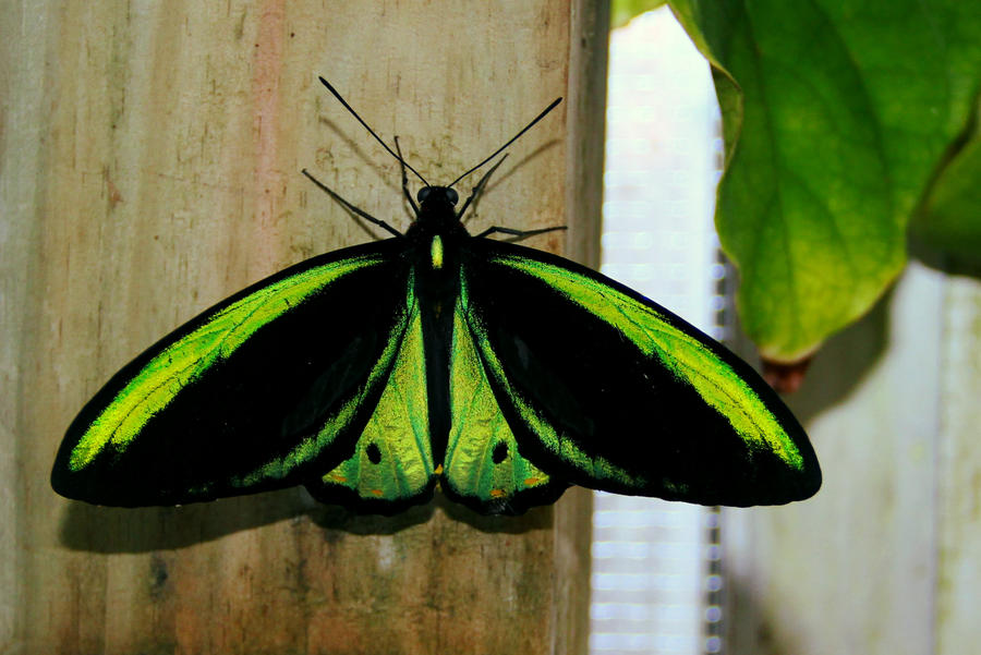 Green Birdwing, Male