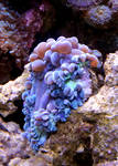 Blue Bubble Coral by TheSleepyRabbit Blue Bubble Coral by TheSleepyRabbit