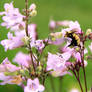 Bumble Bee on Penstemon digitalis