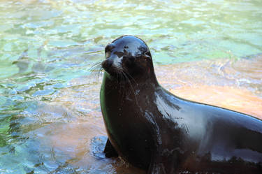 Sea Lion