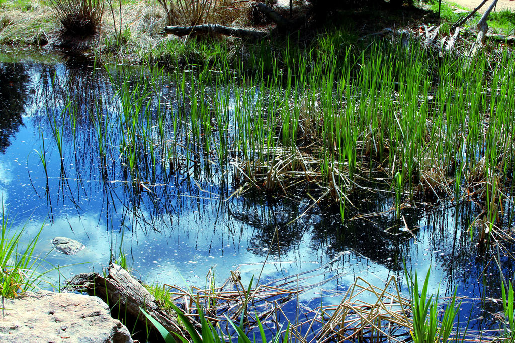 Spring Pool Wild Spring Pool by TheSleepyRabbit on DeviantArt