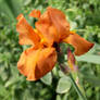 Orange Iris