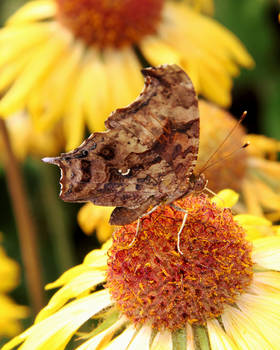 Polygonia interrogationis