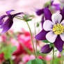 Purple Columbine