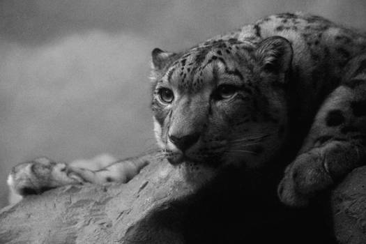 International Snow Leopard Day