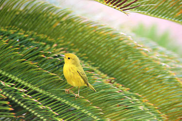 Yellow Warbler