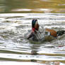 Bathing