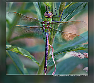 Dragonfly