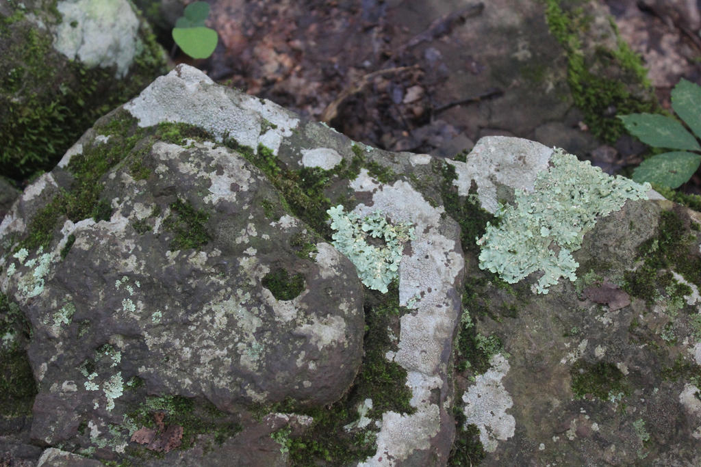 Moss Roc Rock Moss by Narutoisbae444 on DeviantArt