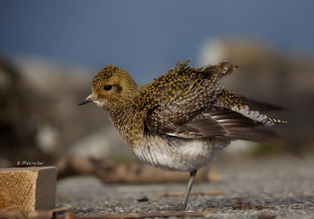 golden plover