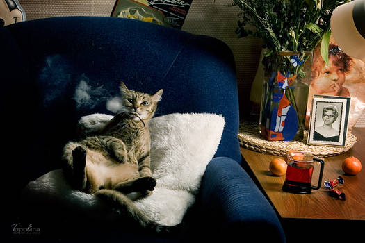 new-year holidays of cat