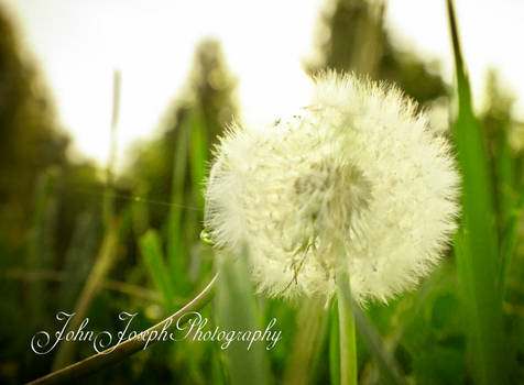 Flying cotton