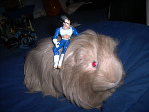 Vegeta on my Guinea Pig