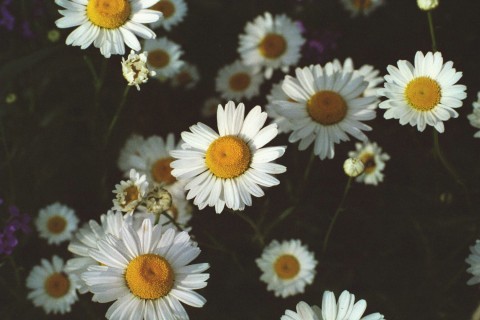 Daisys