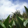 leaves and sky