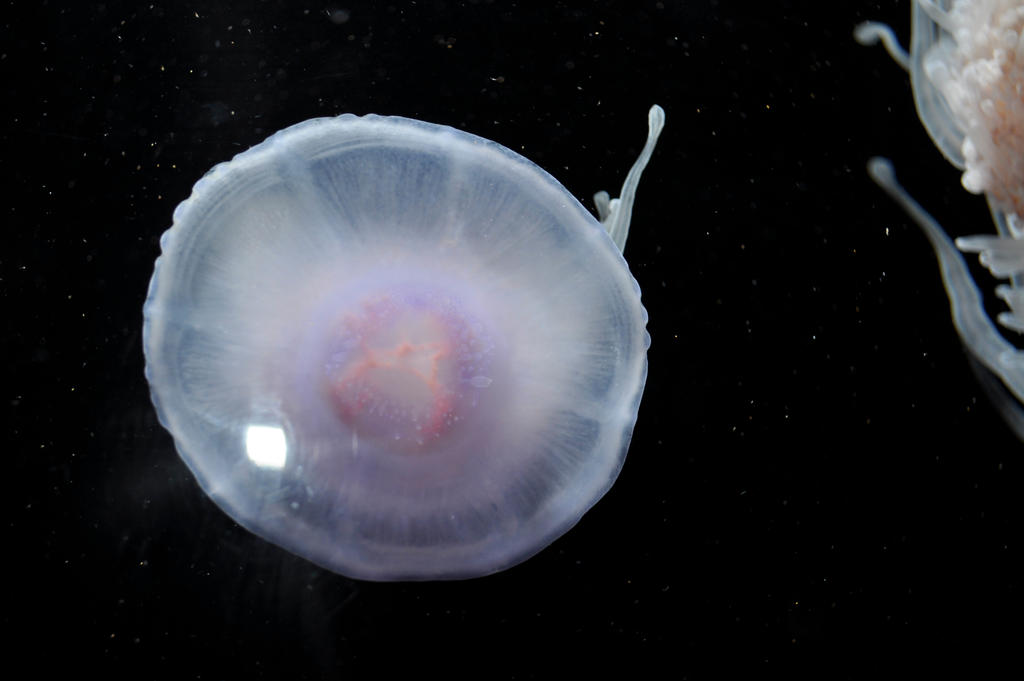 Clear Pink Jellyfish