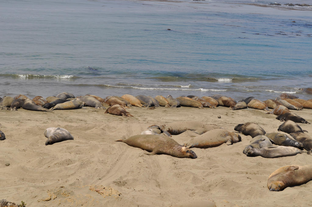 Elephant Seals 3