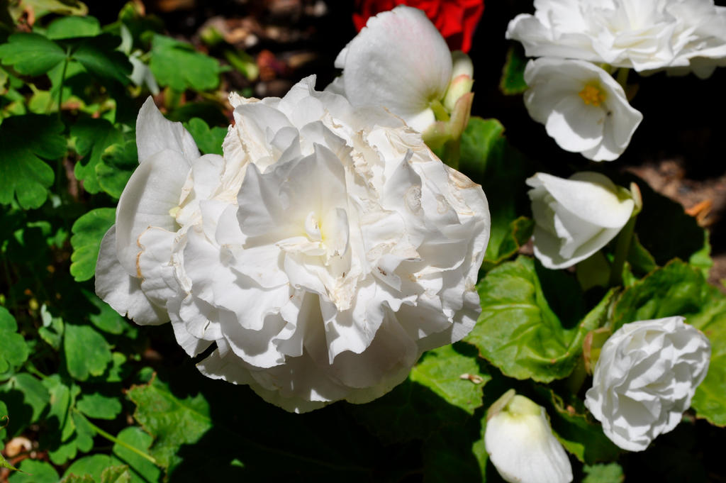 White Flowers