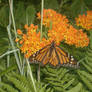 Monarch Butterfly