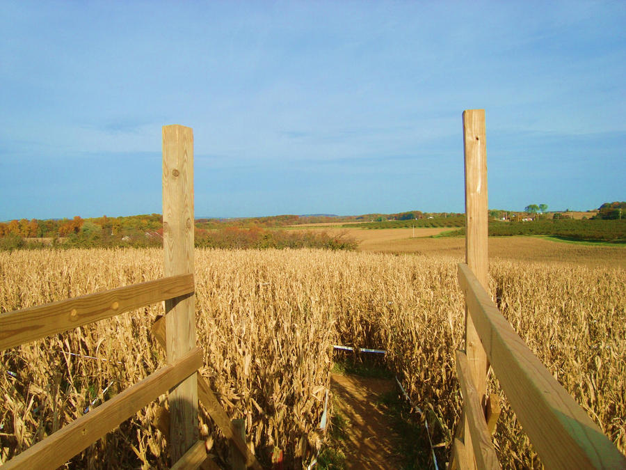 Corn Bridge Corn Maize Bridge by hafangel22 on DeviantArt