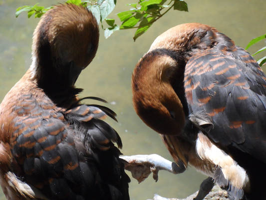 Preening