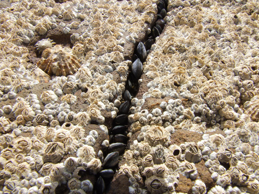 Shell Contrast Contrast Shells by WJTollan on DeviantArt