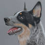 Cattle Dog