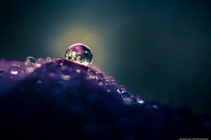 Macro 19. by MCN22 Macro 19. by MCN22
