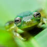 Ghost Glass Frog (Centrolenella Ilex)