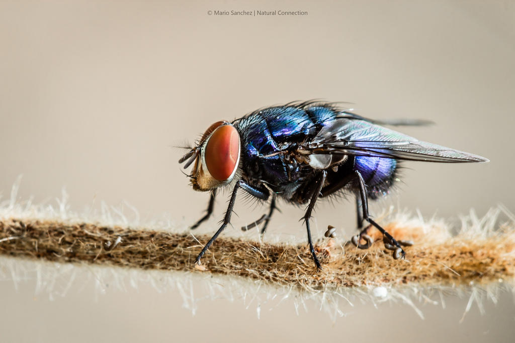 Fly. by Noshaahr