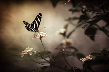 Butterfly Nature by Noshaahr