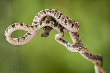 Blunthead Tree Snake (imantodes cenchoa)