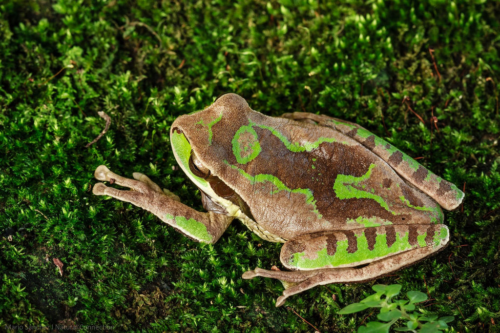 Masked Tree Frog (Smilisca phaeota) Detail by MCN22 on DeviantArt