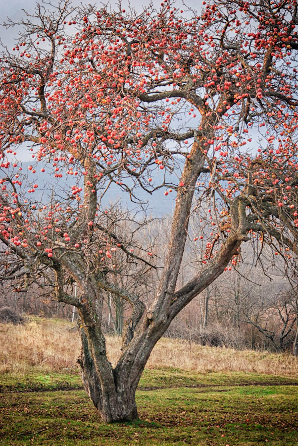 Apple tree