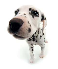 The Dog Dalmatian